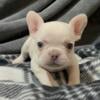 Layla- Cream FEMALE- Ky- BlueGrass Frenchie for sale.