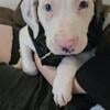 American Staffordshire Terrier /Puppy looking for a home.