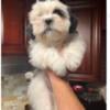 Male Shih tzu puppy wanting a forever home