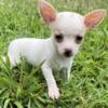 Chihuahuas, Pomeraian, Poodles, French Bulldogs, Yorkies, Morkies, Maltese puppies