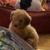 Mini goldendoodles for sale