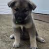 Purebred Norwegian elkhound puppies