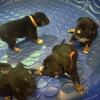 Pocket Bullys