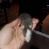 Amazing Pet Ratties galore!