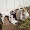 Mytonic mini silkie Fainting Goats