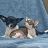 Male chihuahua puppies $300 each