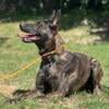 1 Year Old Intact UKC Female Dutch Shepherd Tess