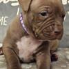 XL American bully chocolate puppies   are here