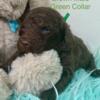 Brown Standard Poodle male - Green