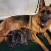 AKC import lines GSD