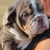 Male Lilac Tri English Bulldog Puppy 