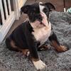 Olde English Bulldogge