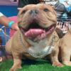 American bully  (STUD)