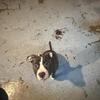 Pitbull puppy