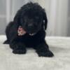 Goldendoodle For Sale