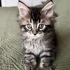 Maine Coon Kitten