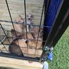 Pitbull pups