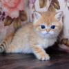 NEW!!!! Elite British kitten from Europe with excellent pedigree, male. Nikolas