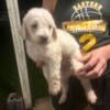 F1B Aussiedoodle-male PRICE REDUCED 