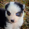 Blue eyed Black tri female puppy! 