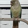 Beautiful turquoise cinnamon conure babies for sale