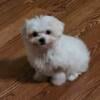 Maltipoo Puppy for sale