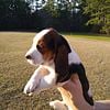 Basset hound puppies