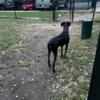 Doberman looking for a good home