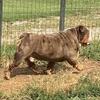 English Bulldog chocolate tri Merle stud in KY