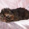 CFA Persian Extreme faced kittens