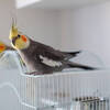 Grey Cockatiel baby