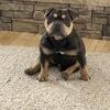 Exotic pocket bully stud