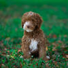 Miniature Poodle