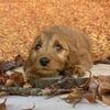 GOLDENDOODLE PUPPIES- OMG GORGEOUS! 352-553-2778