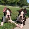 Boston Terrier Puppies (Brindle/Seal Brown)