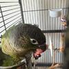 Baby conure with large cage and food