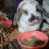 Holland lop (mini) Female Bunny (Paisley)
