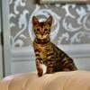 TICA Registered Bengal Kittens- Family Ready!