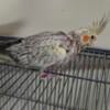 Hand feed female cockatiel