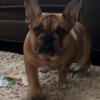 French Bulldog imported from England! 6 month Puppy