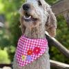 Beautiful GoldenDoddle Puppies