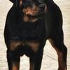 Outstanding Rottweiler Puppies 