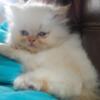 Flame point male kitten 500