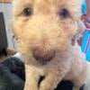 Fb1 Goldendoodle puppies