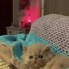 Persian kitten 