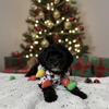 ⭐ Abbey – Mini Doodle Mix (Female) • $1,300 OBO