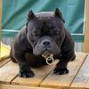 MICRO BULLY