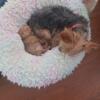 Yorkie puppies ready to go