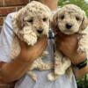 Poodle Puppies - Adorable & Smart