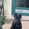 12 wk female cane corso AKC registered, updated shots 